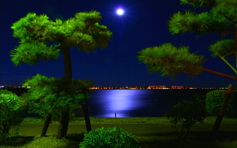 Pine Trees by Water — Green