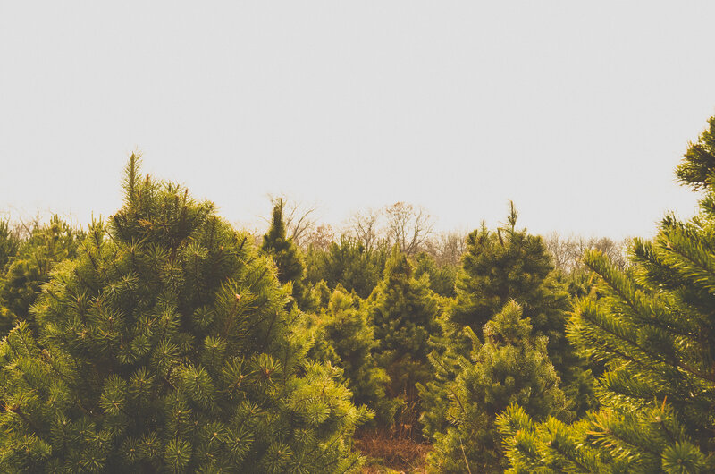 pine trees in a field