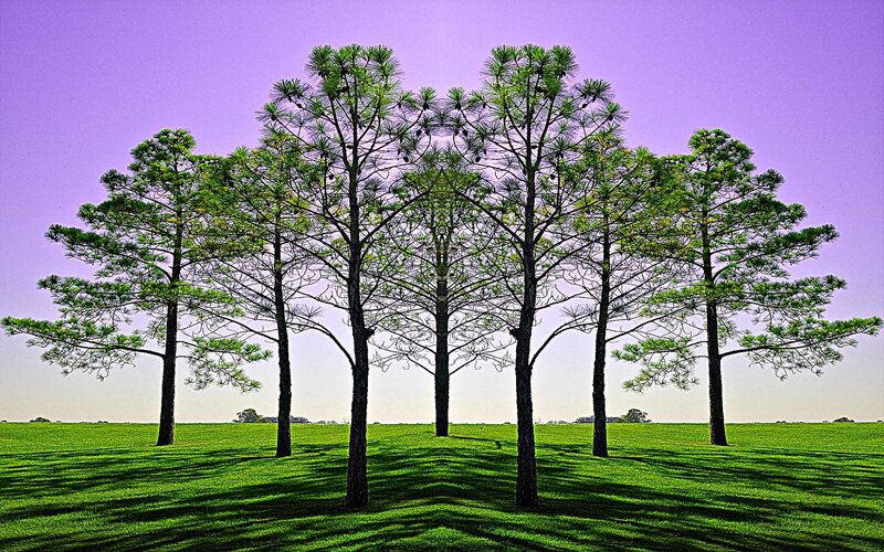 Pine trees in a green field