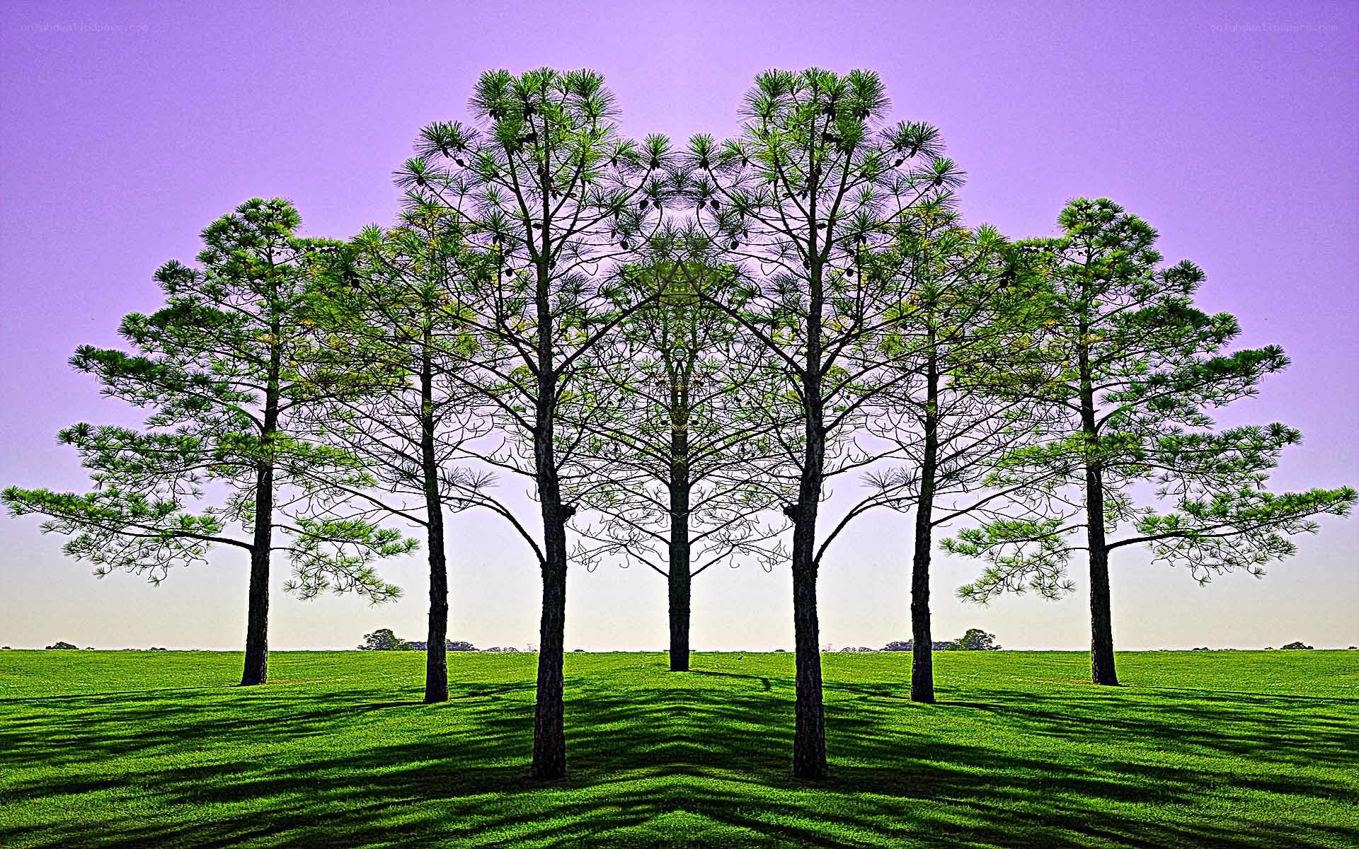 Pine trees in a green field