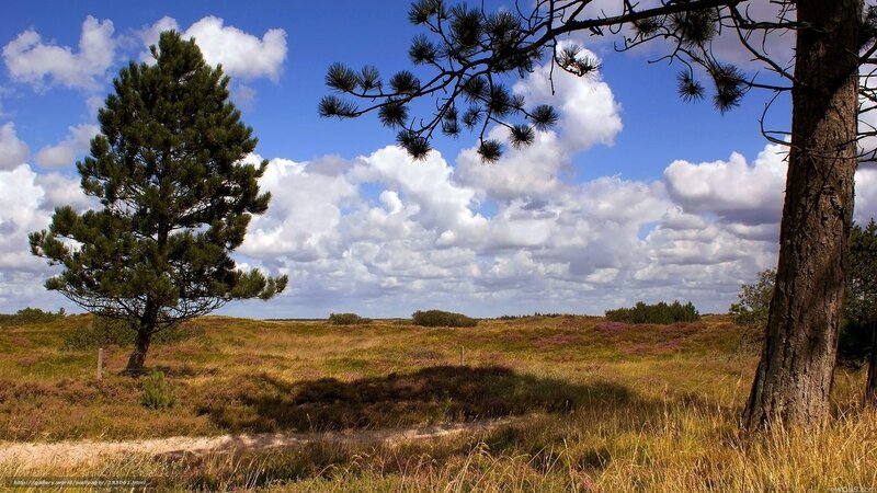 Pine trees in a heath landscape