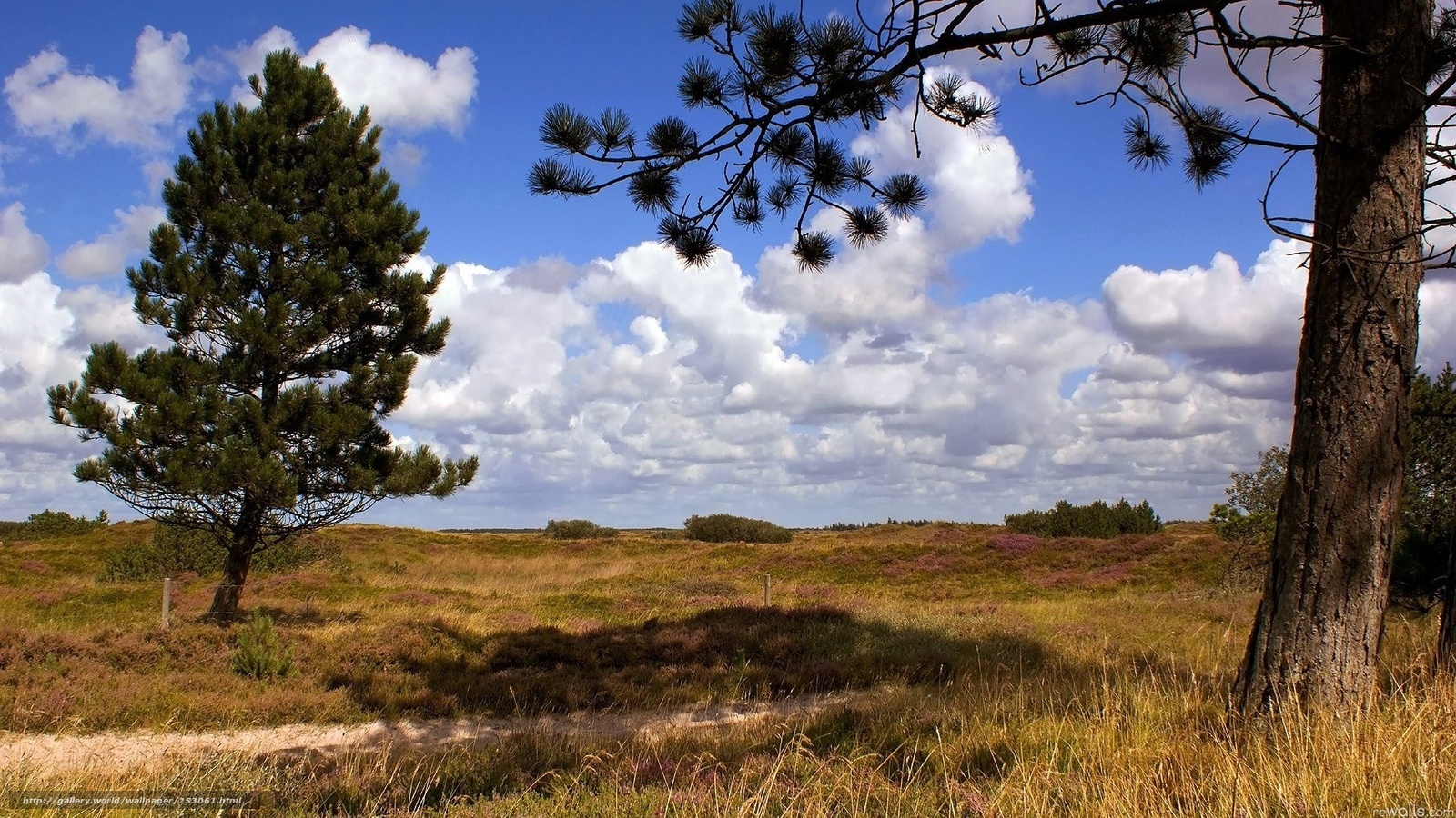 Pine trees in a heath landscape