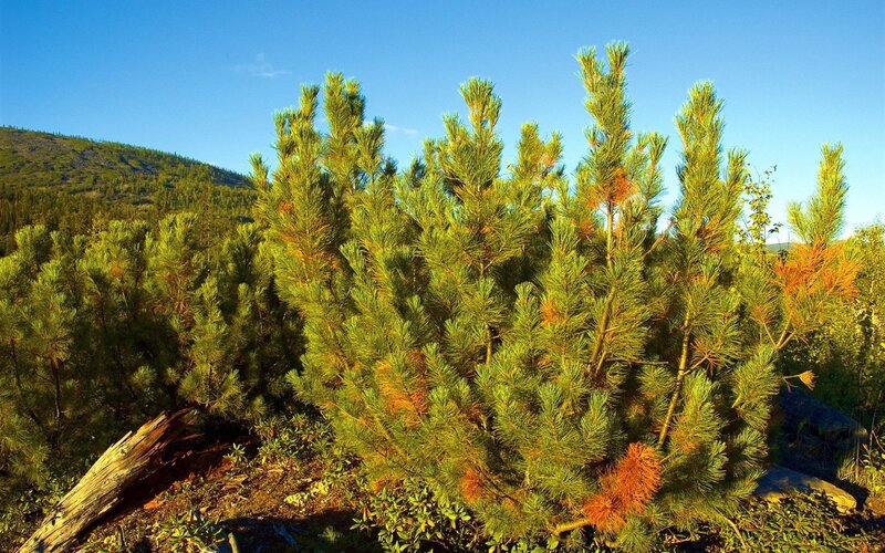 Pine trees in a mountain landscape