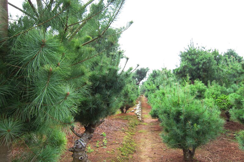 Pine Trees in a Nursery