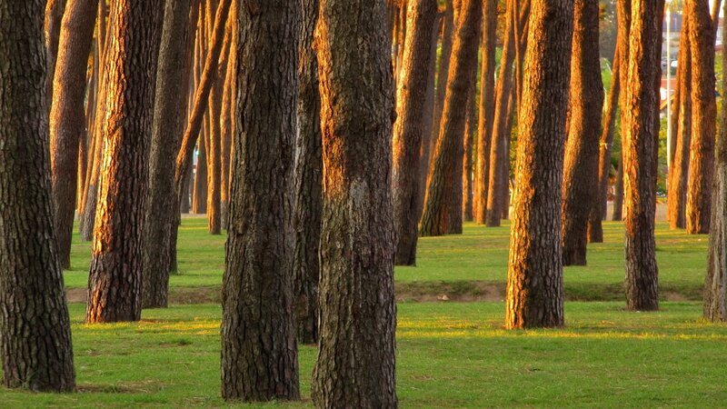 Pine trees in a park at sunset