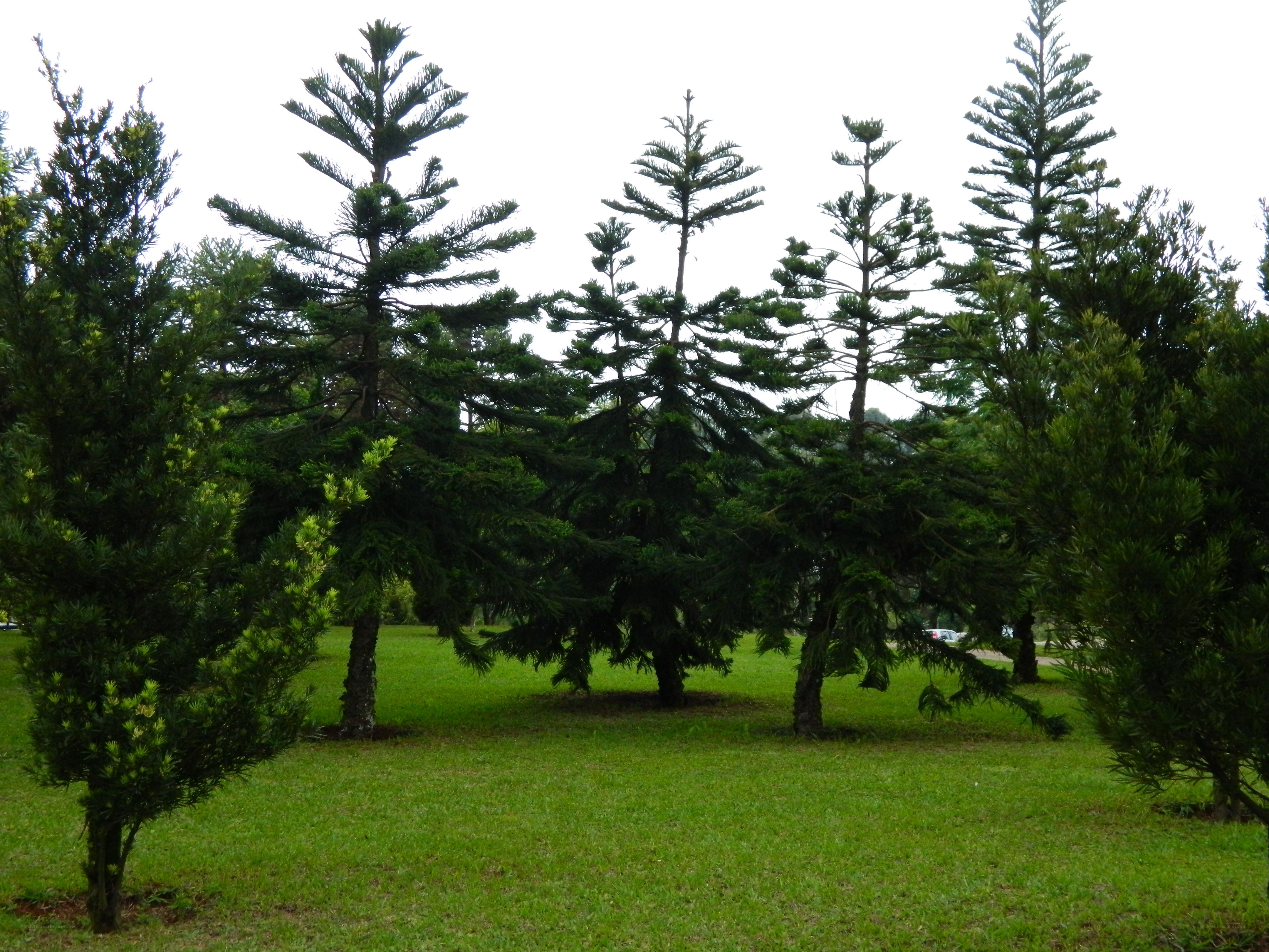 Pine trees in a park