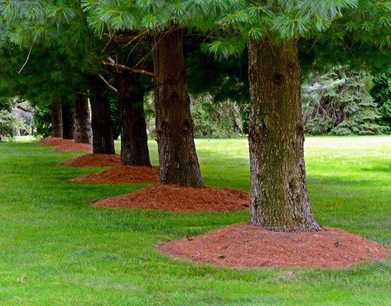 Pine Trees in a Row