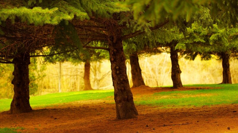Pine trees in a sunlit park