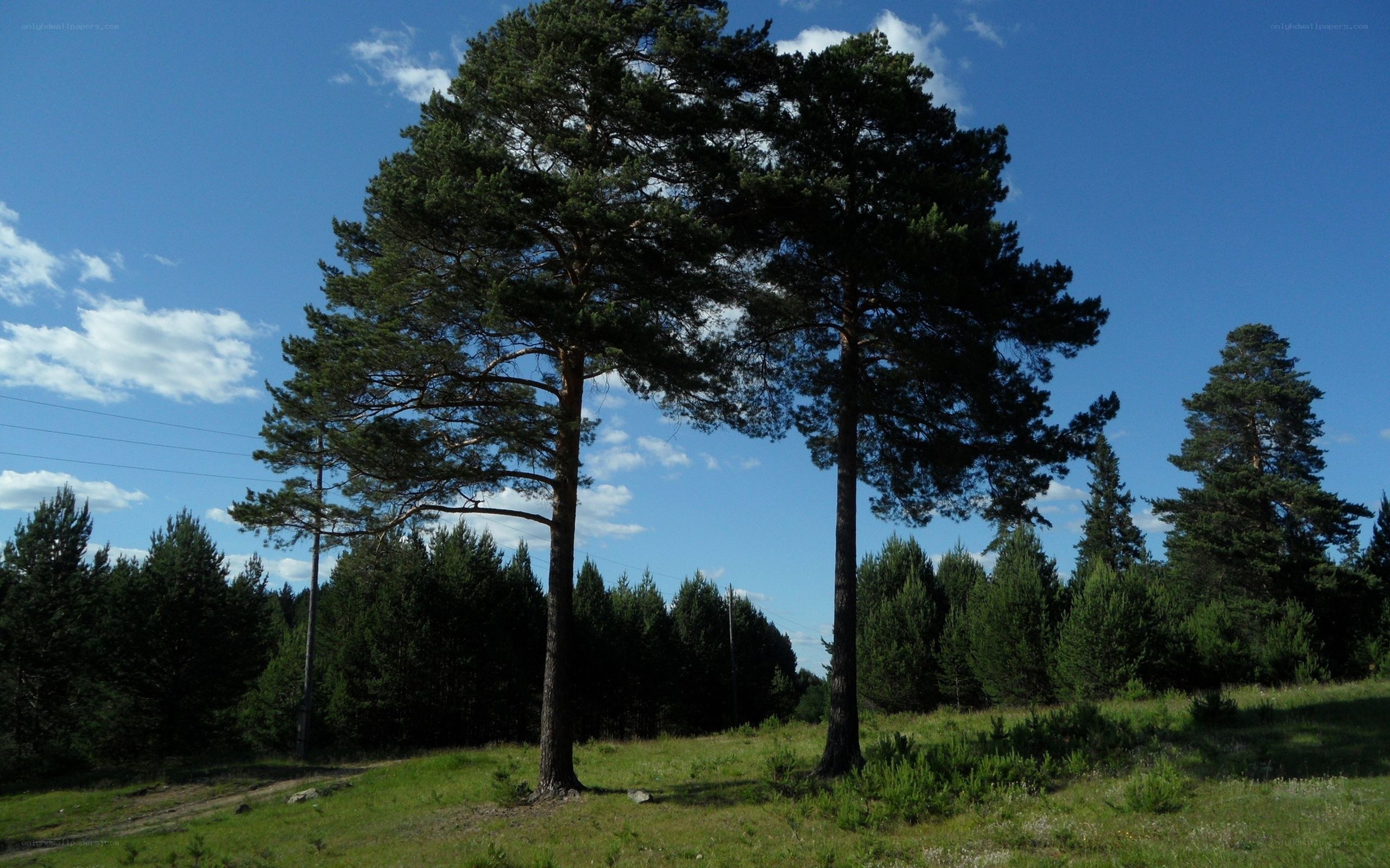 Pine trees in a sunny field