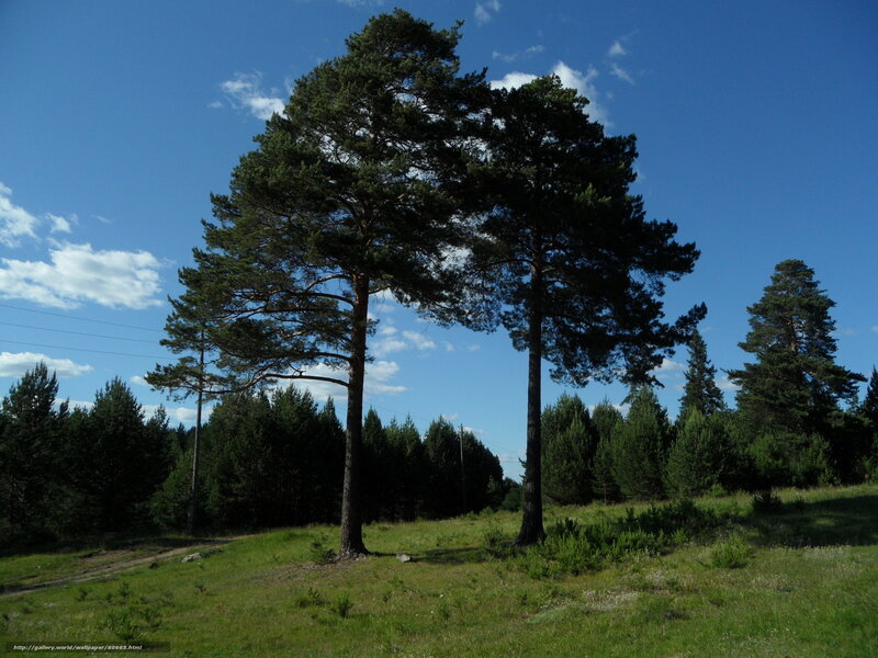 Pine trees in a sunny field