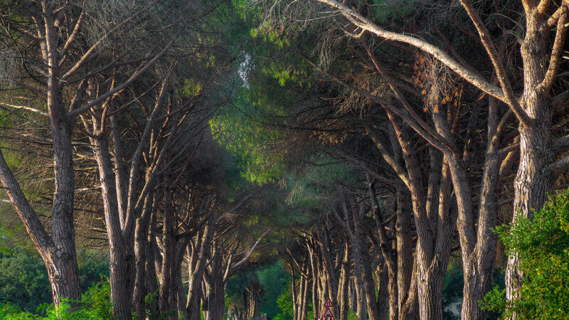 Pine Trees in a Tunnel