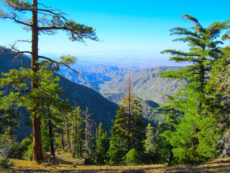 Pine Trees in Canyon — Green, Serene