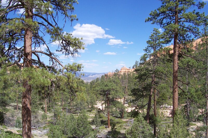 Pine Trees in Canyon — Green