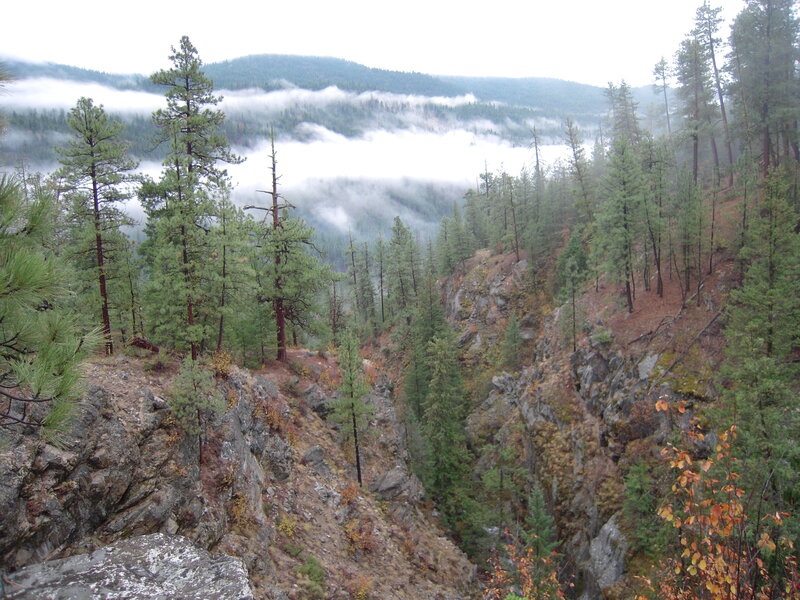 Pine Trees in Canyon