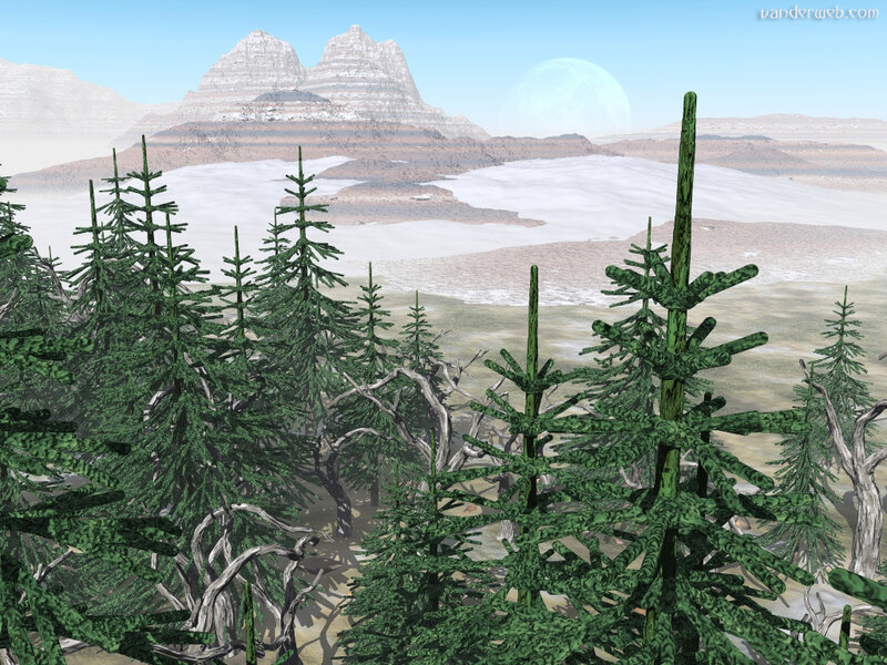 Pine Trees in Desert