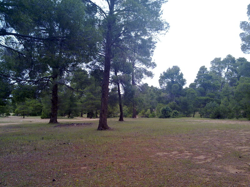Pine Trees in Field