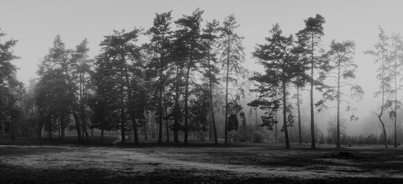 Pine Trees in Fog — Black, Misty