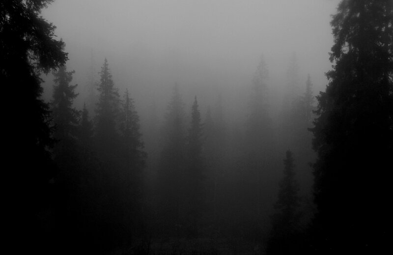 Pine Trees in Fog — Black, Mysterious