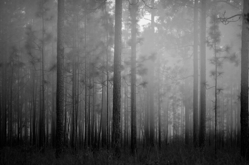 Pine Trees in Fog — Black