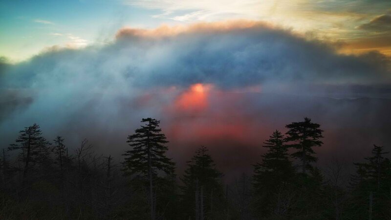 Pine Trees in Fog — Blue, Dramatic