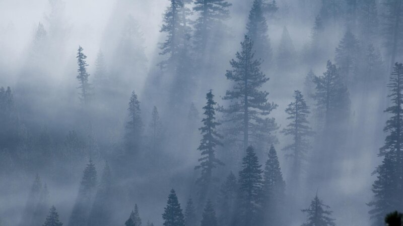 Pine Trees in Fog — Blue, Misty, Morning, Photograph, Forest