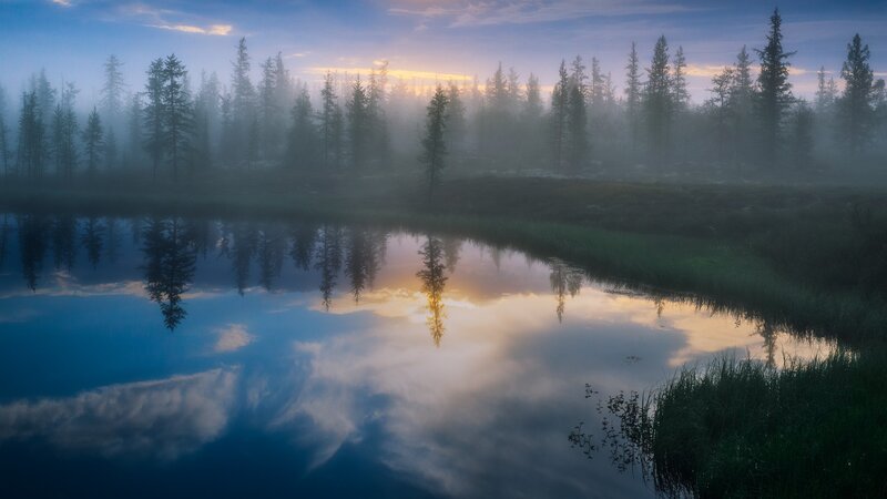 Pine Trees in Fog — Blue, Serene, Morning