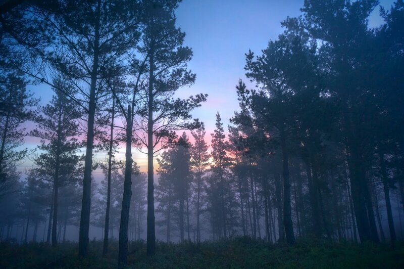 Pine Trees in Fog — Blue, Serene