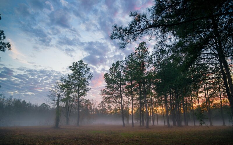 Pine Trees in Fog — Blue