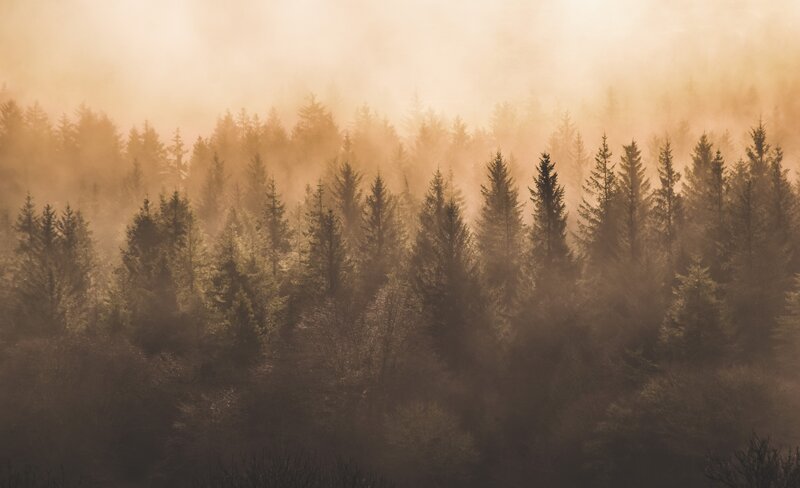Pine Trees in Fog — Brown, Misty