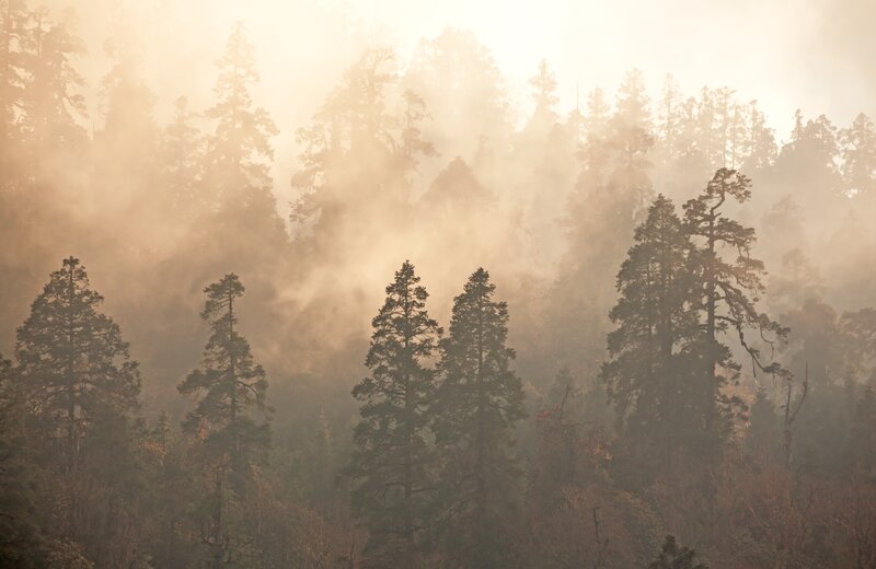 Pine Trees in Fog — Brown
