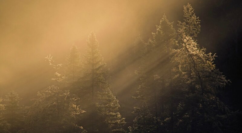 Pine Trees in Fog — Gold, Dramatic