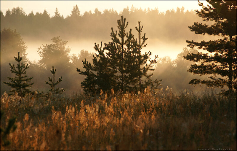 Pine Trees in Fog — Gold