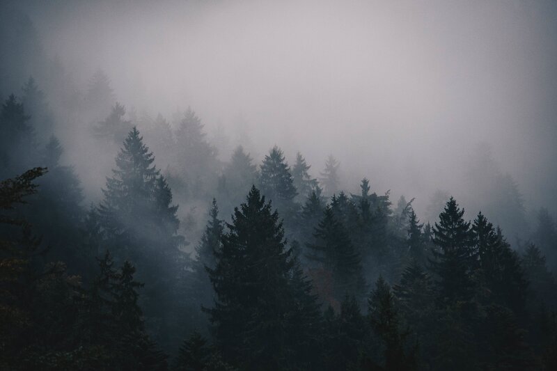 Pine Trees in Fog — Gray, Misty, Photograph