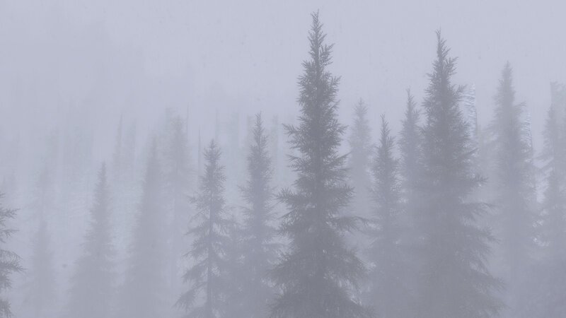 Pine Trees in Fog — Gray, Misty, Winter