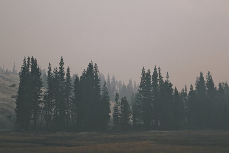 Pine Trees in Fog — Gray