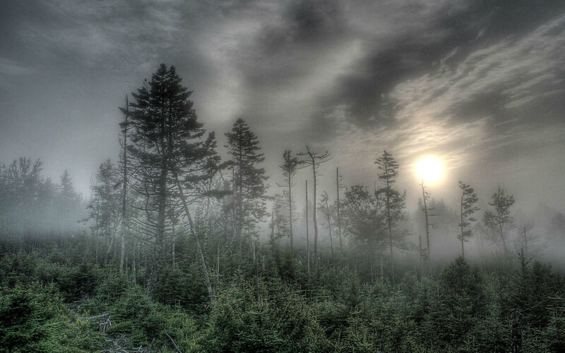 Pine Trees in Fog — Green, Dramatic, Morning