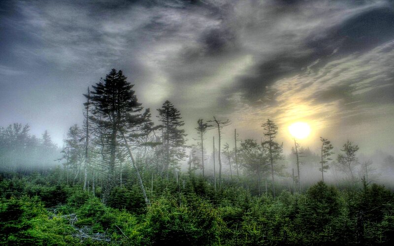 Pine Trees in Fog — Green, Dramatic