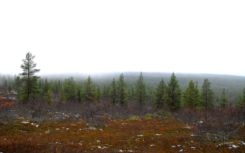 Pine Trees in Fog — Green, Misty, Autumn, Photograph