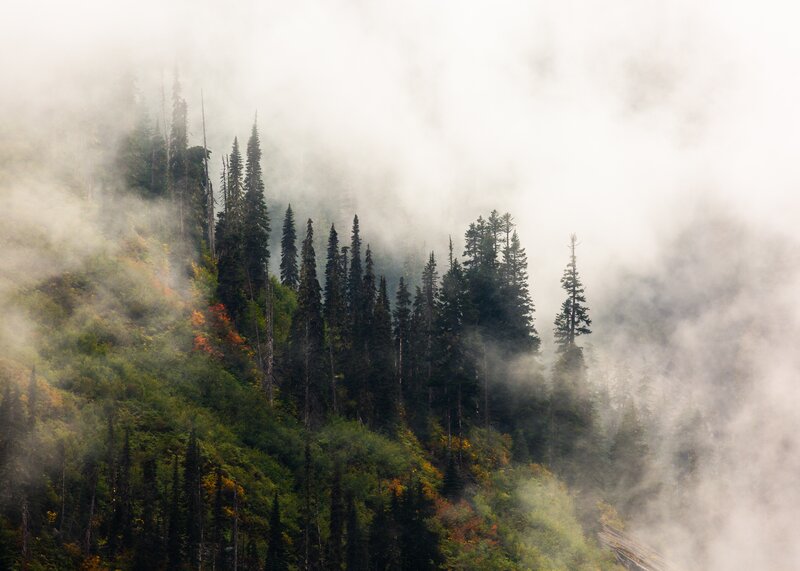 Pine Trees in Fog — Green, Misty, Autumn