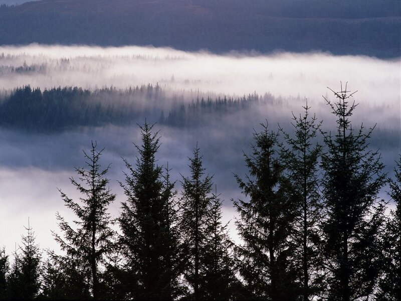 Pine Trees in Fog — Green, Misty, Morning, Photograph, Forest, Mountains, White