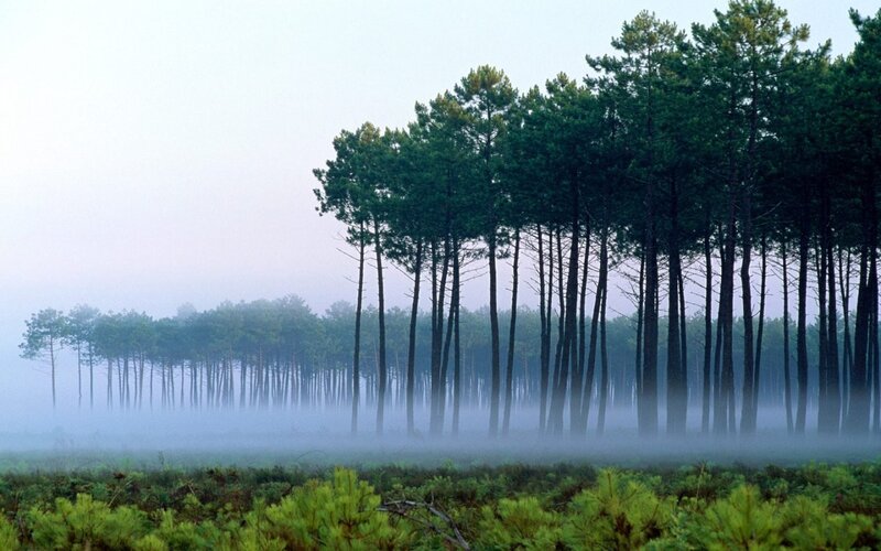 Pine Trees in Fog — Green, Misty, Morning, Photograph, Forest, Sky, Gray
