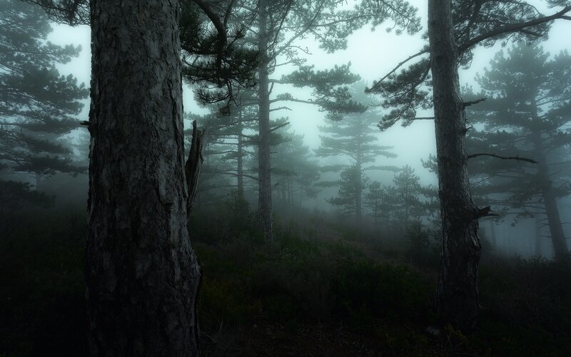 Pine Trees in Fog — Green, Misty, Morning, Photograph, Forest