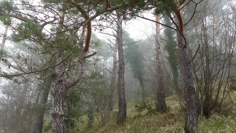 Pine Trees in Fog — Green, Misty, Morning, Photograph, Grass
