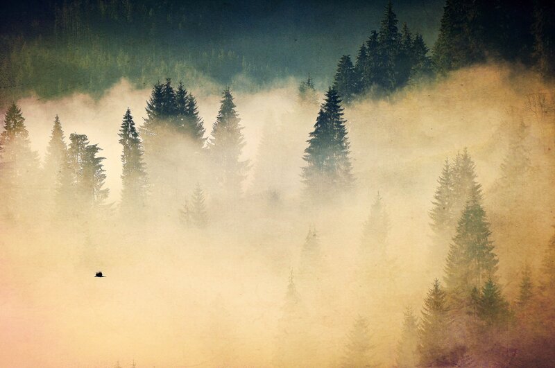 Pine Trees in Fog — Green, Misty, Morning, Photograph