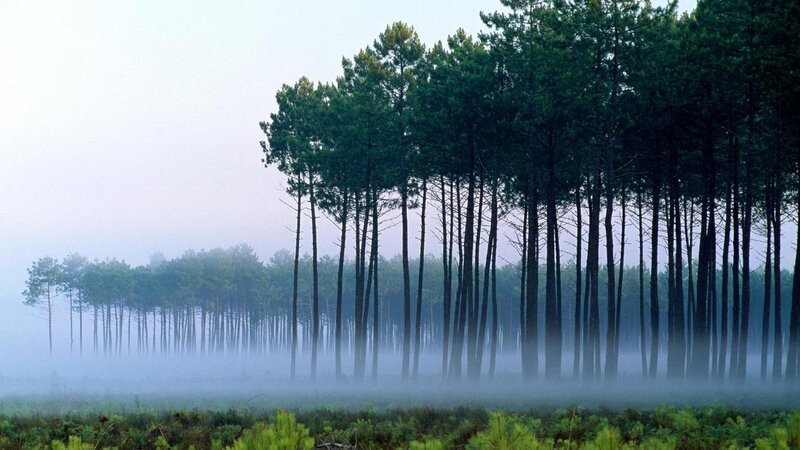 Pine Trees in Fog — Green, Misty, Morning