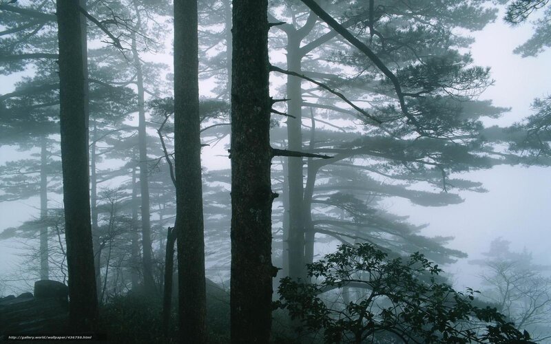 Pine Trees in Fog — Green, Misty, Photograph