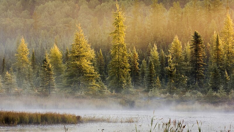 Pine Trees in Fog — Green, Serene, Morning