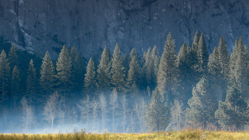 Pine Trees in Fog — Green, Serene