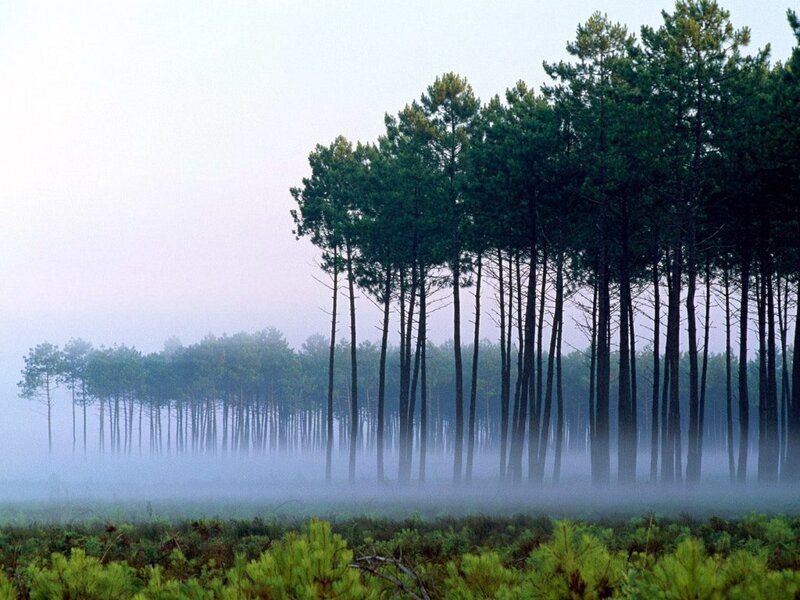 Pine Trees in Fog — Green