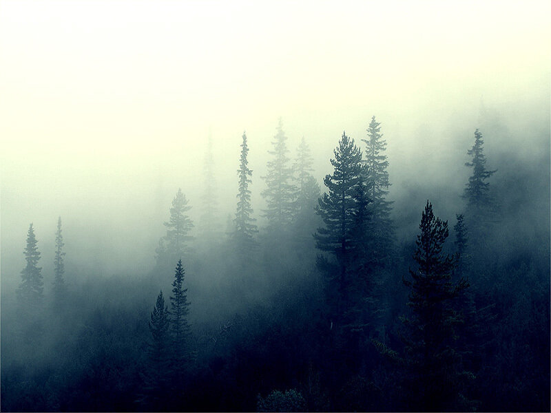 Pine Trees in Fog — Misty